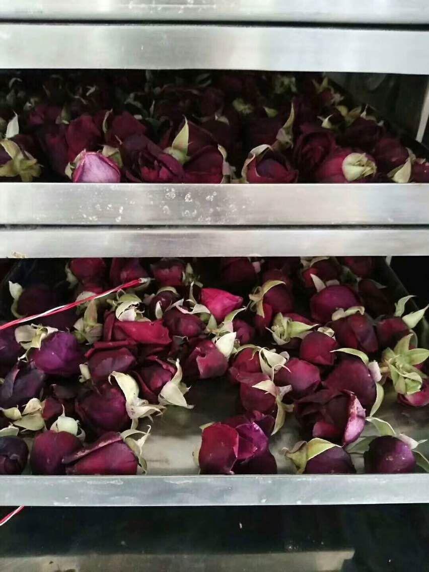 Dry rose 1